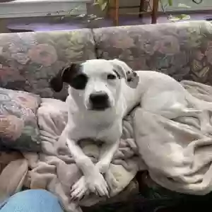 adoptable Dog in Saint Louis, MO named Tilly
