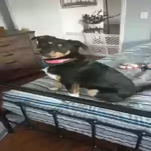 adoptable Dog in Salem, OR named Charlotte