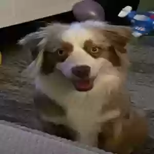 adoptable Dog in Portland, OR named Maya