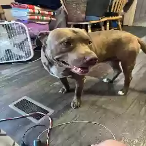 adoptable Dog in Evansville, IN named Marz