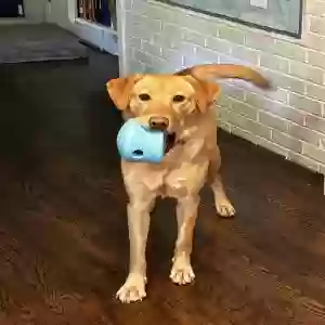 adoptable Dog in Winston Salem, NC named Salem