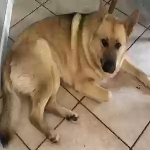 adoptable Dog in Fairview Heights, IL named Unknown