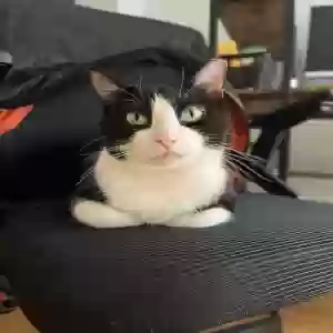 adoptable Cat in Chicago, IL named Bandit