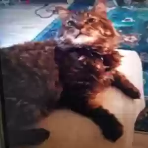 adoptable Cat in Phoenix, AZ named Chester