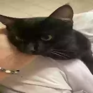 adoptable Cat in Morrow, GA named Salem