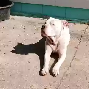 adoptable Dog in Carmi, IL named Apollo