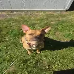 adoptable Dog in Eugene, OR named Hoss