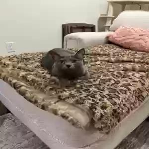 adoptable Cat in Dacula, GA named Nova