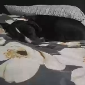 adoptable Dog in Augusta, GA named BABY King