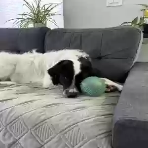 adoptable Dog in Colorado Springs, CO named Cowboy