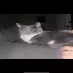 adoptable Cat in Boca Raton, FL named Moonie