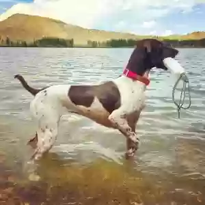 adoptable Dog in Lander, WY named Cypress