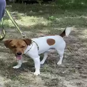 adoptable Dog in Sherman, TX named JACK