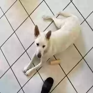 adoptable Dog in Fort Worth, TX named Kenobi