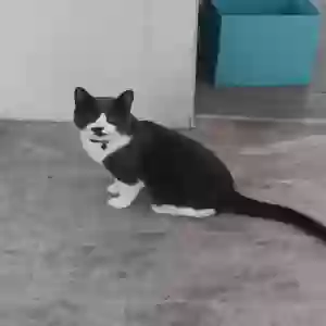 adoptable Cat in Ithaca, NY named Shadow Junior