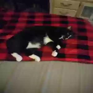 adoptable Cat in Scranton, PA named Penny