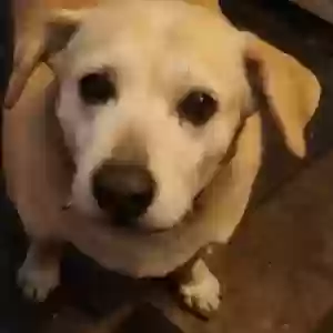 adoptable Dog in Mesa, AZ named Bologna mom dog and her daughter is called Chewy
