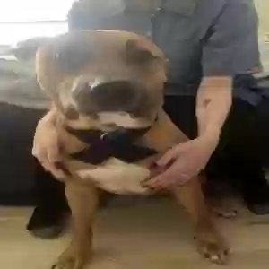 adoptable Dog in Kansas City, KS named Leroy brown