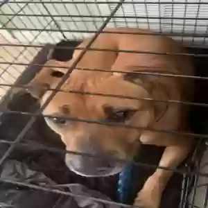 /images/pets/original/2181118_actual_two.webp