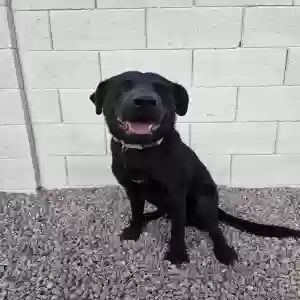 adoptable Dog in Florence, AZ named Rife