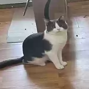 adoptable Cat in Washington, DC named Grayson