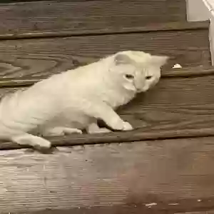 adoptable Cat in Washington, DC named Casper
