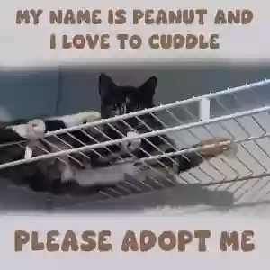 /images/pets/original/2181133_actual_three.webp