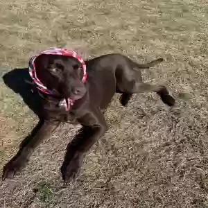 adoptable Dog in Longview, TX named Unknown