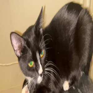 /images/pets/original/2181143_10419_IMG_3494.webp