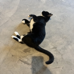 adoptable Cat in Grovetown, GA named Unknown