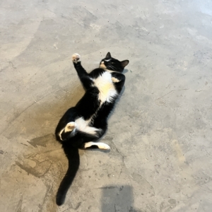 /images/pets/original/2181143_75623_IMG_3317.webp