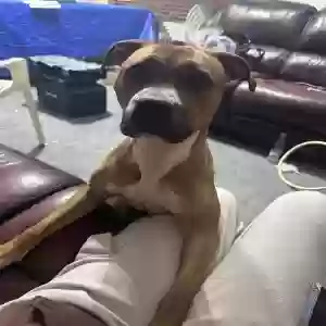 adoptable Dog in Ozone Park, NY named Etre