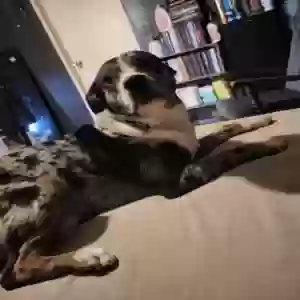 adoptable Dog in Burlington, CO named Jakob