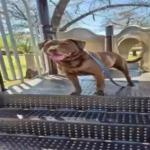 adoptable Dog in Norman, OK named Moe