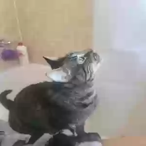 adoptable Cat in Midland, TX named Donte
