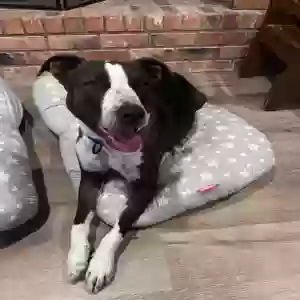 adoptable Dog in Waco, TX named Pepper