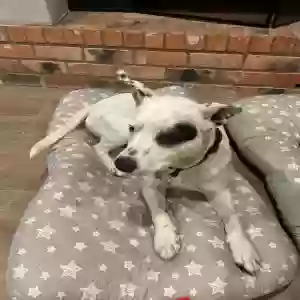 adoptable Dog in Waco, TX named Salty