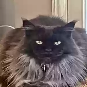 adoptable Cat in Harvest, AL named Smokey Robinson