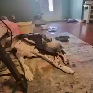 adoptable Dog in Charleston, TN named Heifer