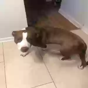 adoptable Dog in Chicago, IL named Blaze