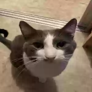 adoptable Cat in Chicago, IL named Silas