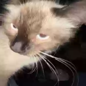 adoptable Cat in Las Vegas, NV named Squirrel