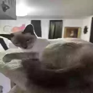 adoptable Cat in Las Vegas, NV named Shira