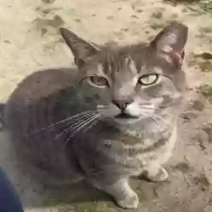 adoptable Cat in Bridgeton, NJ named Junior