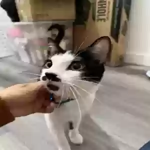 adoptable Cat in Chicago, IL named Mr Bigotes