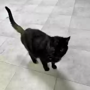 adoptable Cat in Carmel, IN named Gigi