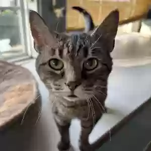 adoptable Cat in Carmel, IN named Ookie