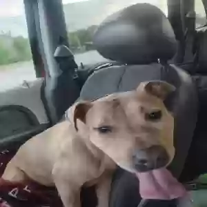 adoptable Dog in Rolla, MO named Bella