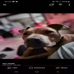 /images/pets/original/2181210_actual_three.webp