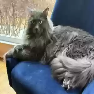 adoptable Cat in Alpharetta, GA named Federico